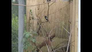 Magpie Robin Copsychus saularis adamsi  Mohrendajal  from Germany [upl. by Pigeon]