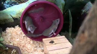 African Pygmy Dormice [upl. by Philipson259]