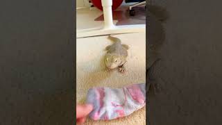 Bearded Dragon Is Obsessed With This One Sock  The Dodo [upl. by Acey289]