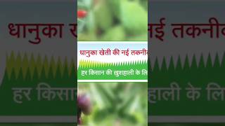 Targa super herbicide fertilizer agriculture viralvideo vairalshort nature [upl. by Durrett222]