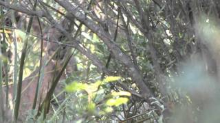 Mountain Lion Big Bend West Texas [upl. by Havot968]