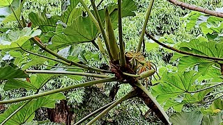 Chasing the tasty Gummy Worm Fruit Cecropia peltata [upl. by Anallij]