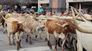 Western Heritage Parade amp Cattle Drive [upl. by Dysart]