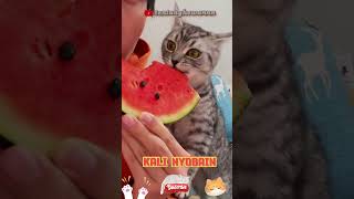 Kucing Mabok Semangka😻🍉 [upl. by Cowie]