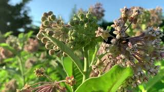 Milkweed Make Great Pollinator Plants [upl. by Semyaj721]