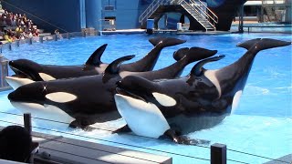 Orca Encounter Full Show  SeaWorld Orlando  June 7 2022 [upl. by Ahsirt913]