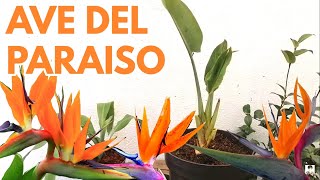 ave del paraíso planta cuidados Strelitzia reginae CHUYITO JARDINERO [upl. by Owiat]