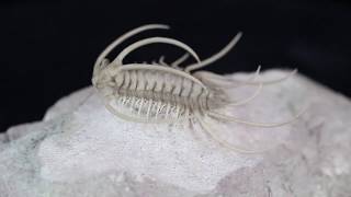 Insane Boedaspis Trilobite From FossilEracom [upl. by Traweek938]