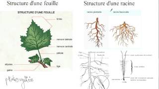 Biologie végétale  Etude de la morphologie dune plante à fleur [upl. by Amitaf831]