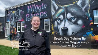 Professional dog training and Dog Grooming  Castro Valley [upl. by Ahsercel]