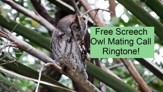 Eastern Screech Owl Mating Call Ringtone Download [upl. by Pippas]