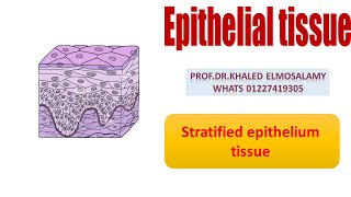 Stratified epithelium histology [upl. by Kissner963]