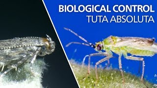 Biological control of Tuta absoluta  Nesidiocoris tenuis [upl. by Ecienaj]