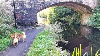 Shiba Inu Scottish canal walk [upl. by Belden925]