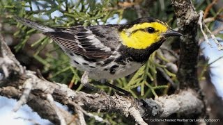 Goldencheeked Warbler Song [upl. by Nibot]