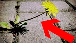 Gartentipp Unkraut amp Moos leicht aus Fugen entfernen ohne Bücken – Pflasterfugen reinigen Lifehack [upl. by Killy546]