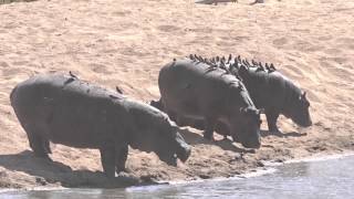 Hippopotamuses and Redbilled Oxpeckers [upl. by Odnomyar]