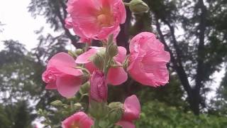 Hollyhock  How to harvest and grow Mix color Hollyhock Flowers [upl. by Feldman]