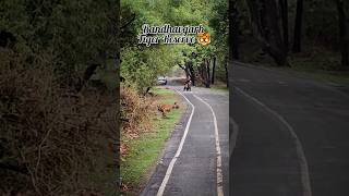 300kg Tiger Crossings Road In Bandhvagarh। viral trending shorts bandhavgarh [upl. by Kirsteni]