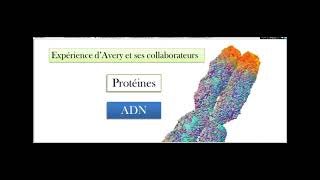 cours 2 ème sciences localisation et nature de information génétique [upl. by Ylrad]