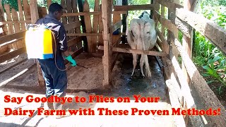 How to control Flies on Dairy cows in a dairy farm [upl. by Arratal]