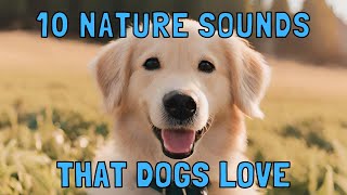 10 Nature Sounds that Dogs Love [upl. by Oric285]