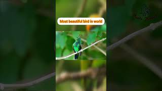 🐦🦜 Most beautiful bird in world🌏🌎🌍2nature greenparrot birds Birds Palace [upl. by Melina]