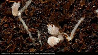 Medicago and Rhizobium  Root Nodule formation in Barrel Clover [upl. by Eeroc]