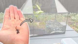 Mini Newt Terrarium Vivarium [upl. by Gilberta]