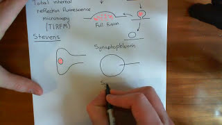 Kiss and Run Synaptic Vesicle Fusion Part 1 [upl. by Serene636]