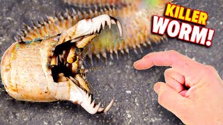 Bobbit Worm BITES Eats Fish Alive [upl. by Harland]