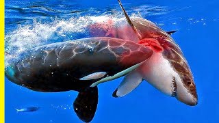 Killer Whales  Orcas The Majestic Ocean Predators  Orca Documentary [upl. by Pietrek649]