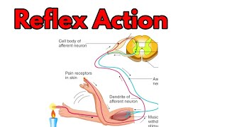 Reflex ArcReflex actionReflex action and Reflex arc in hindiReflex arc in hindiurduDr samcrest [upl. by Bender]