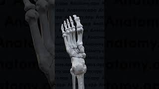 Biomechanics of the foot pronation and supination [upl. by Harlan]