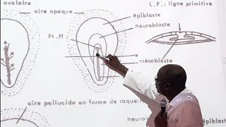 Embryologie des oiseaux  Gastrulation [upl. by Asila]