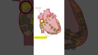 Potential Ectopic Pacemakers of the Heart hearthealth heartbeat heartrhythm medicine medical [upl. by Bebe705]