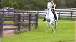 Grey Saddlebred  Scotty old video [upl. by Jacey494]