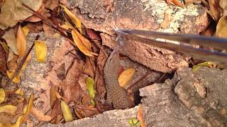 Varanus Kingorum feeding [upl. by Aihtnyc]