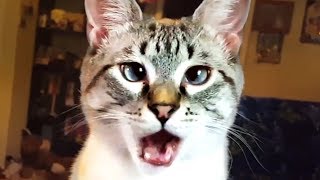 THE BEST CUTE AND FUNNY CAT VIDEOS OF 2023 🐱 [upl. by Clovis]