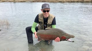 Massive trout New Zealand [upl. by Ayet75]