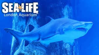 Sea Life London Aquarium Complete Walkthrough Tour Jan 2022 4K [upl. by Ignace]