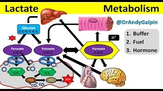 What Lactate is amp What it ACTUALLY does 5 Min Phys [upl. by Amek342]