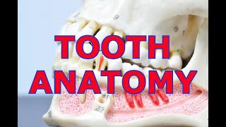 TOOTH ANATOMY [upl. by Concepcion762]