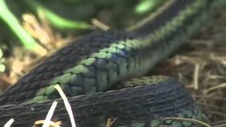 Sharp Tailed Snake [upl. by Willetta]