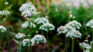 Garlic Chive  Growing and Harvesting [upl. by Dougall]