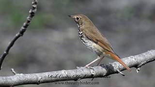 HERMIT THRUSH Catharus guttatus [upl. by Anilrac]