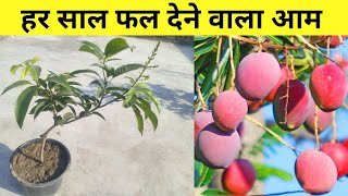 हर साल फल देने वाली आम की रंगीन वैरायटी real mango variety best variety ambika mango tree [upl. by Ribal]