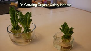 Growing Organic Celery Indoors to Full Maturity [upl. by Schnorr]