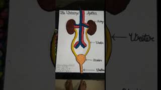 Human excretory system clay model [upl. by Scarface]