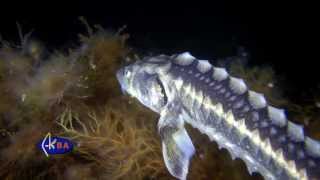 Russian sturgeon or diamond sturgeon Acipenser gueldenstaedtii Black sea  Русский осётр [upl. by Spalding]